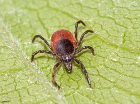 Собачий клещ Ixodes Ricinus