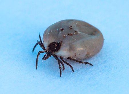 Ixodes vespertilionis