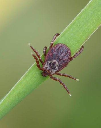 Dermacentor reticulatus