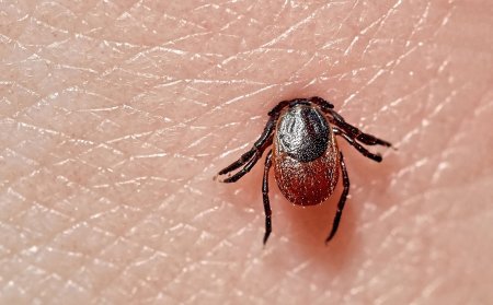 Ixodes Ricinus ареал