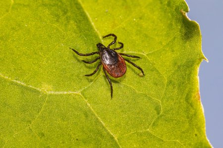 Клещ Ixodes Ricinus