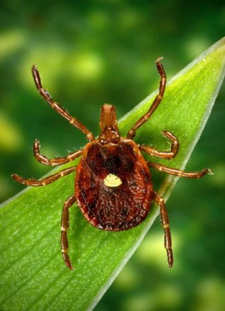 Клещ Amblyomma americanum