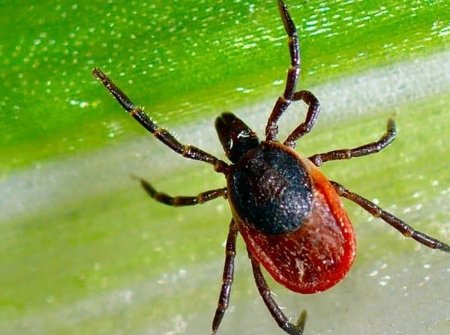 Иксодовый клещевой энцефалит