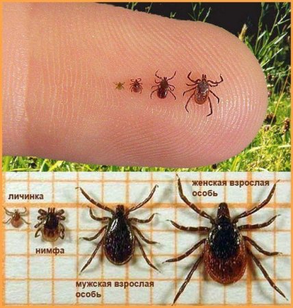 Клещи иксодовые клещевой энцефалит