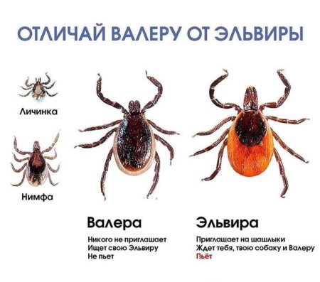 Клещ Валера и клещ Эльвира