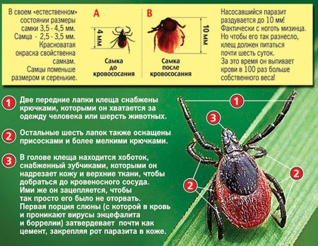 Энцефалитный клещ и клещ