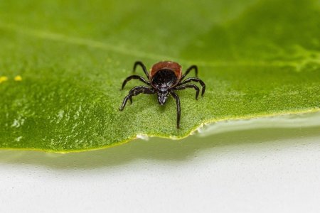Черноногий клещ (Ixodes scapularis)