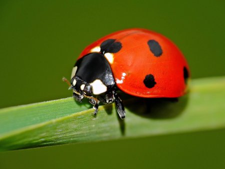 Жесткокрылые Божья коровка