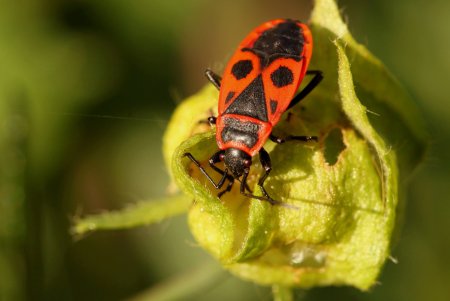 Листоед пожарник