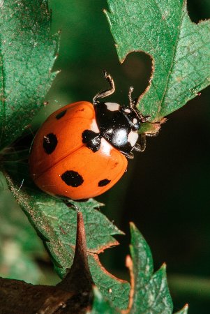 Самые красивые насекомые