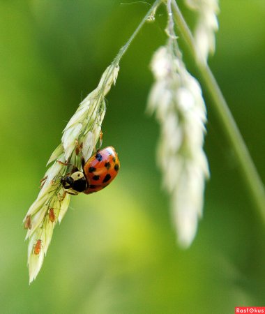 Макросъемка природа насекомые