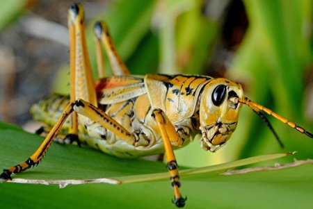 Насекомые картинки