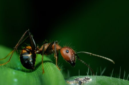 Макросъемка насекомых