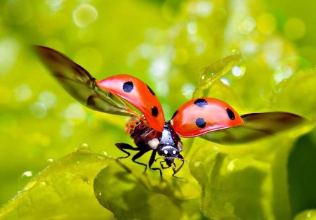 Божья коровка насекомое