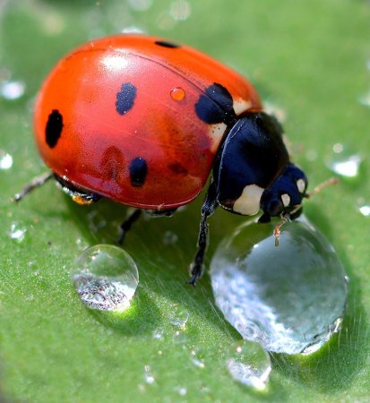 Ladybird Божья коровка