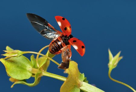 Мир природы насекомые