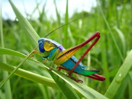 Саранча кузнечик Жук