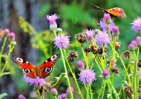 Насекомые летом