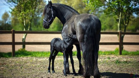 Лошадки красивые