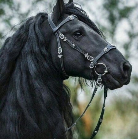 Лошадь черная учёный