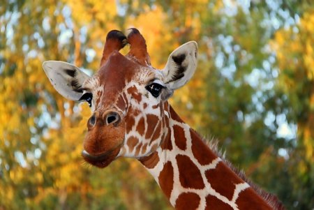 Красивый Жираф