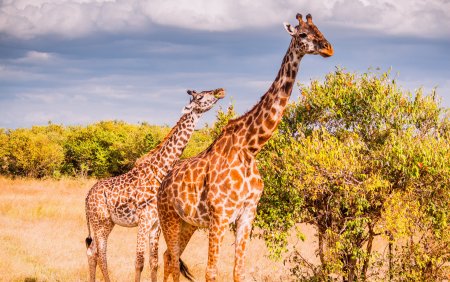 Национальный парк Масаи Мара Жирафы