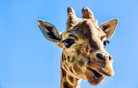 Морда жирафа