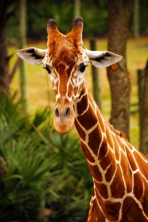 Красивые Жирафы