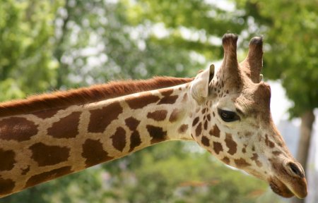 Пятнистый Жираф