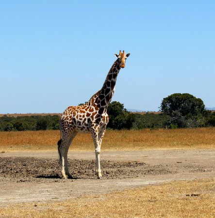 Нубийский Жираф