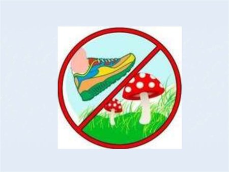 Запрещающие знаки в природе