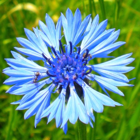 Василек полевой Centaurea cyanus