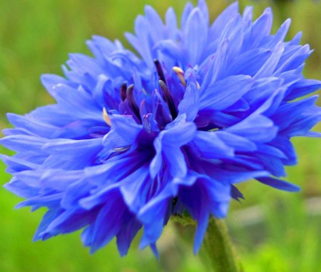 Василек полевой