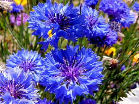 Василек синий (Centaurea cyanus)