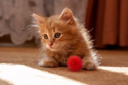 Маленький котенок