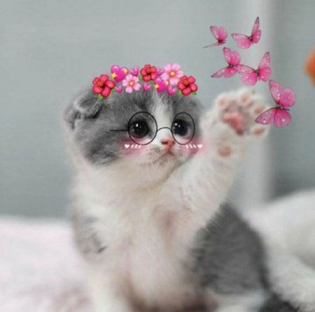 Маленький милый котенок