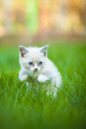 Белый котенок