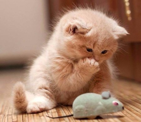 Милые котятки