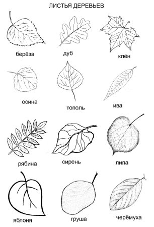 Комплект картинок деревьев с названиями и листьями для дошкольников и младших школьников