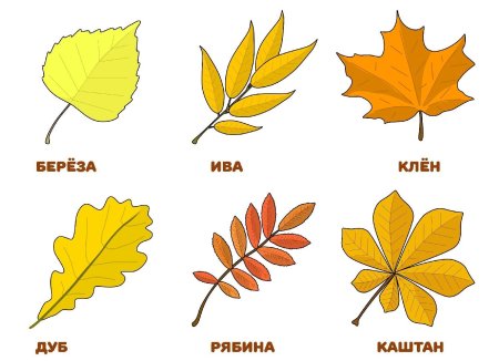 Листья деревьев с названиями