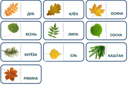 Листья деревьев для детей