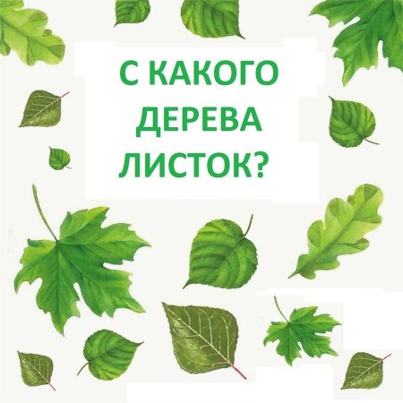 Листья деревьев