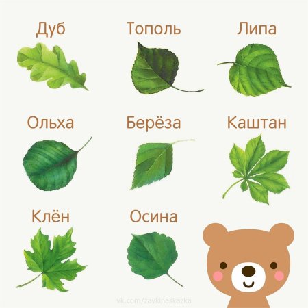 С какова дерева листок