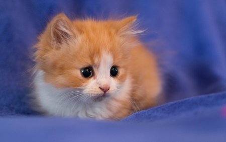 Красивые котята