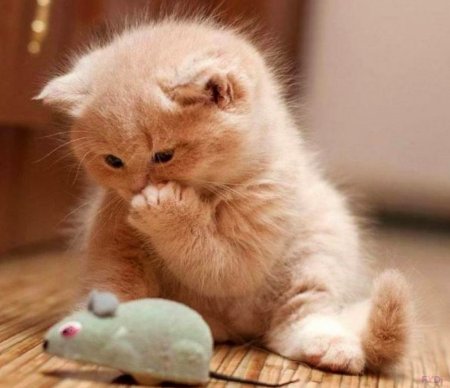 Милый котенок