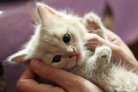 Милый котенок
