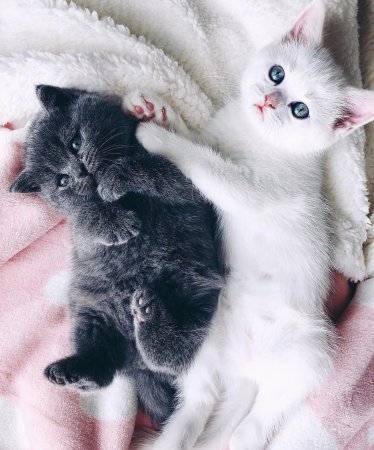 Маленький котенок