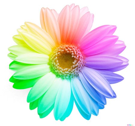 Радужная Ромашка