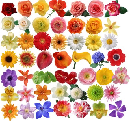 Цветочки разных цветов