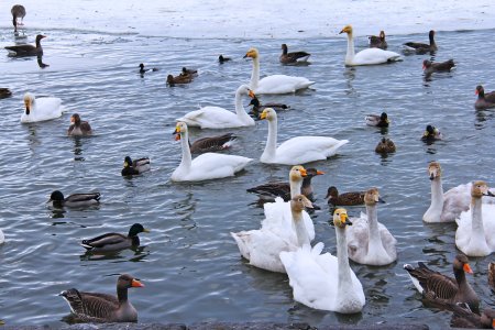 ;Водоплавающие птицы: утка, лебедь;